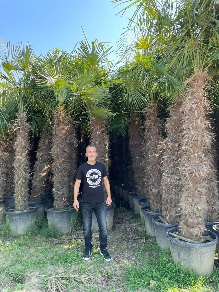 PALME TRACHYCARPUS HÖHE 400CM FORTUNEI WINTERHART -19 GRAD Super Qualität