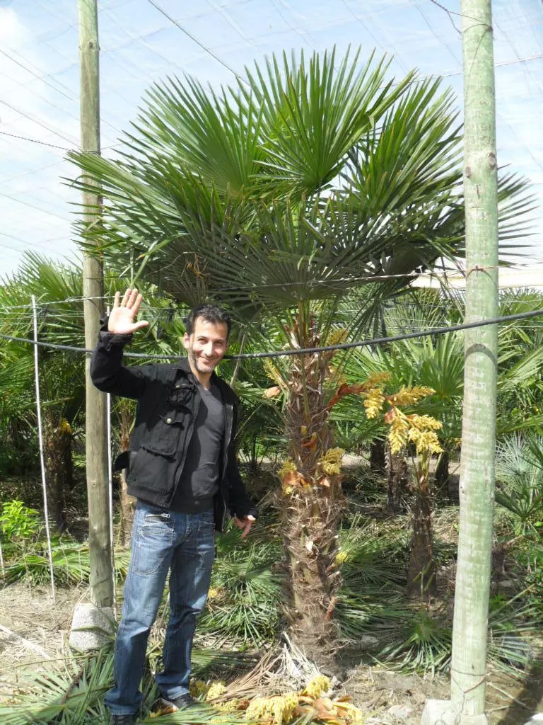 PALME TRACHYCARPUS FORTUNEI HÖHE 200CM WINTERHART -19 GRAD Top Qualität 2025