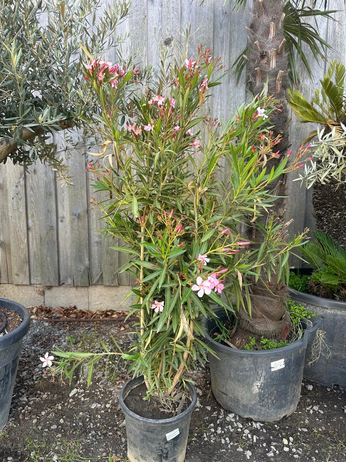 XXXL Nerium Oleander 180 cm Rot Sehr gute Qualität aus Spanien