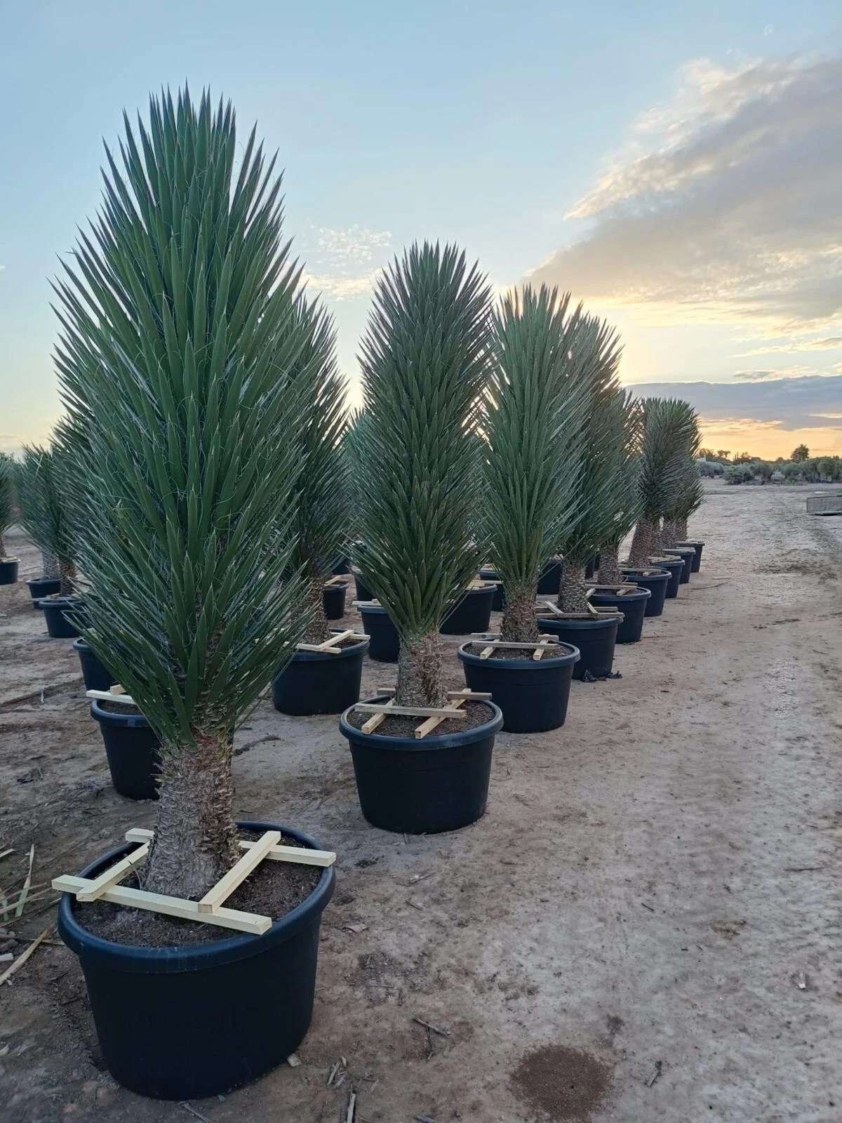XXXL Yucca Palme Filifera 200 cm Stamm 50 - 60 cm Winterhart-13 Grad 1A Qualität