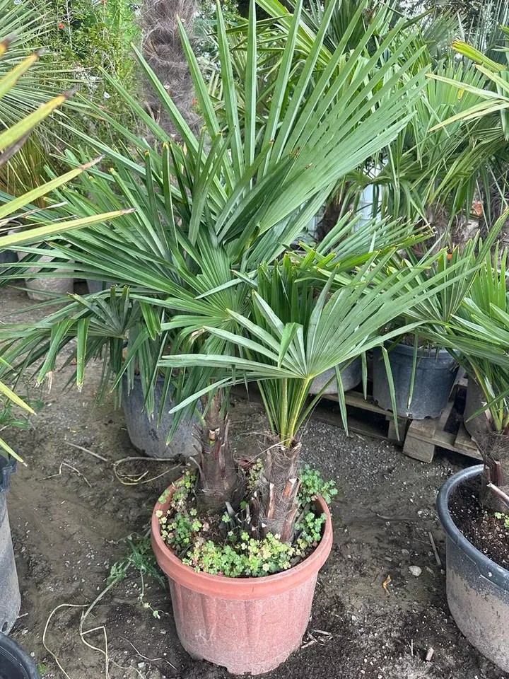 PALME TRACHYCARPUS FORTUNEI HÖHE 160CM WINTERHART -19 GRAD Doppelstämmig