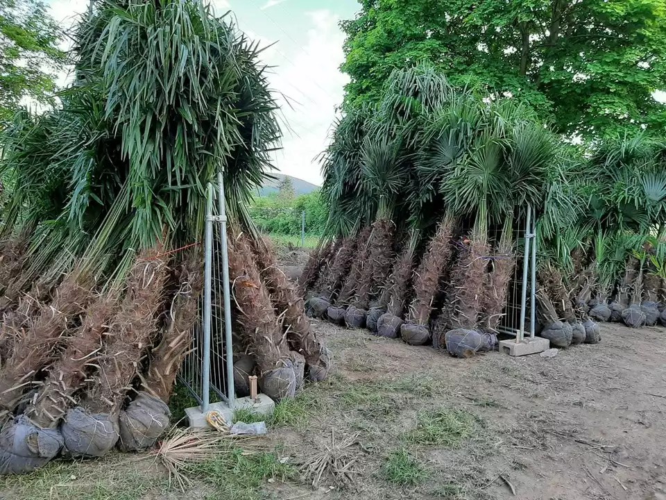 PALME TRACHYCARPUS FORTUNEI HÖHE 250CM WINTERHART -19 GRAD Top Angebot 9