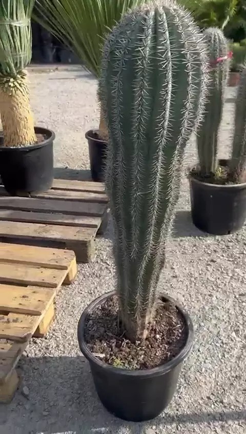Cactus - "Pachycereus Pringley" 100cm Höhe Sehr Schöner Kaktus Winterhart