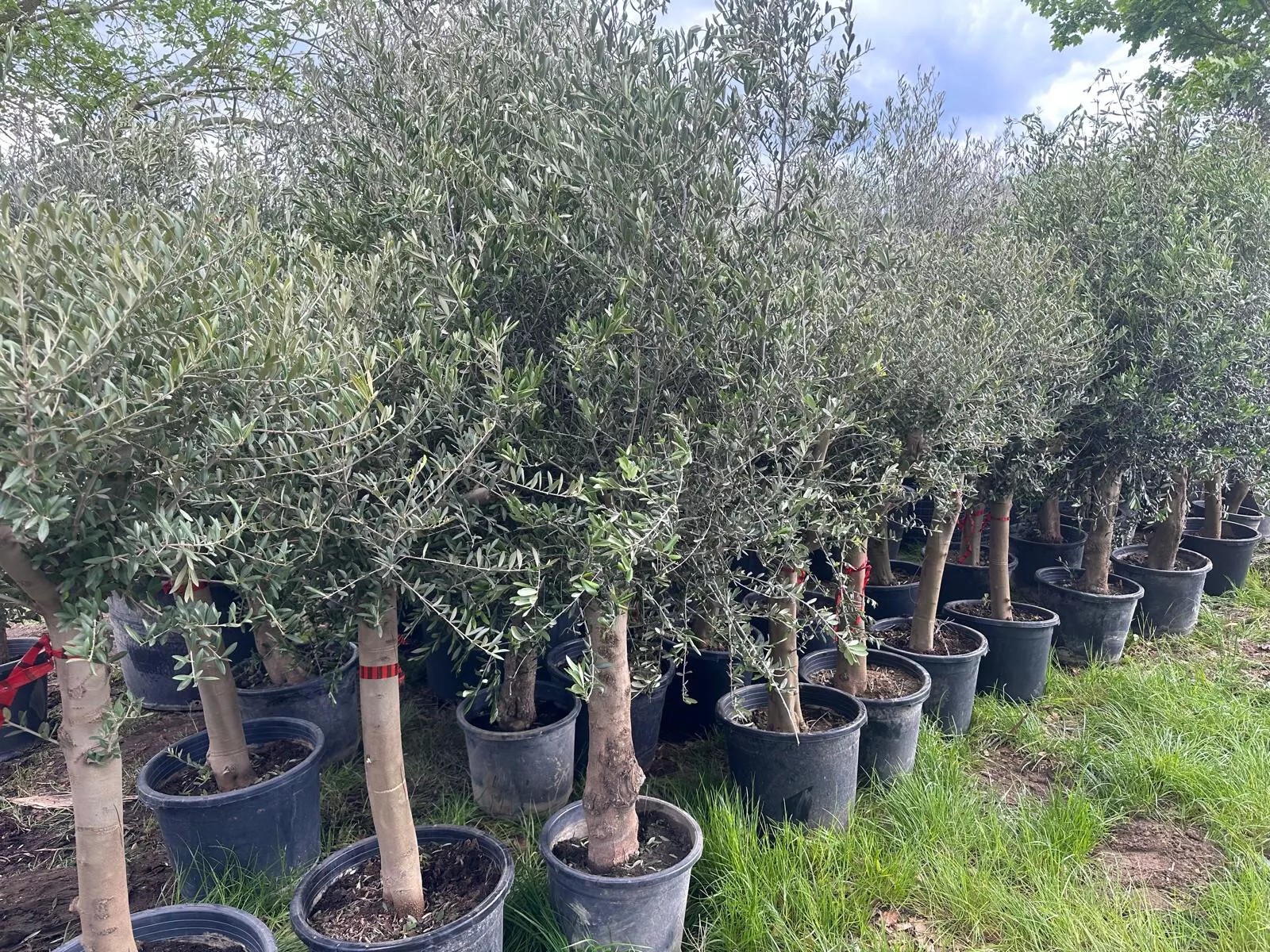 Olivenbaum ca. 30 Jahre Alt Winterhart bis -15 Höhe ca. 180cm Olea Europaea Wild