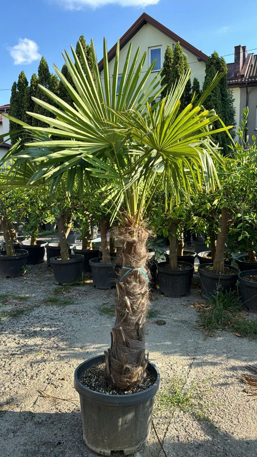 Palme Höhe 160CM Trachycarpus fortunei Winterhart-19 GRAD Top Premium Qualität 1