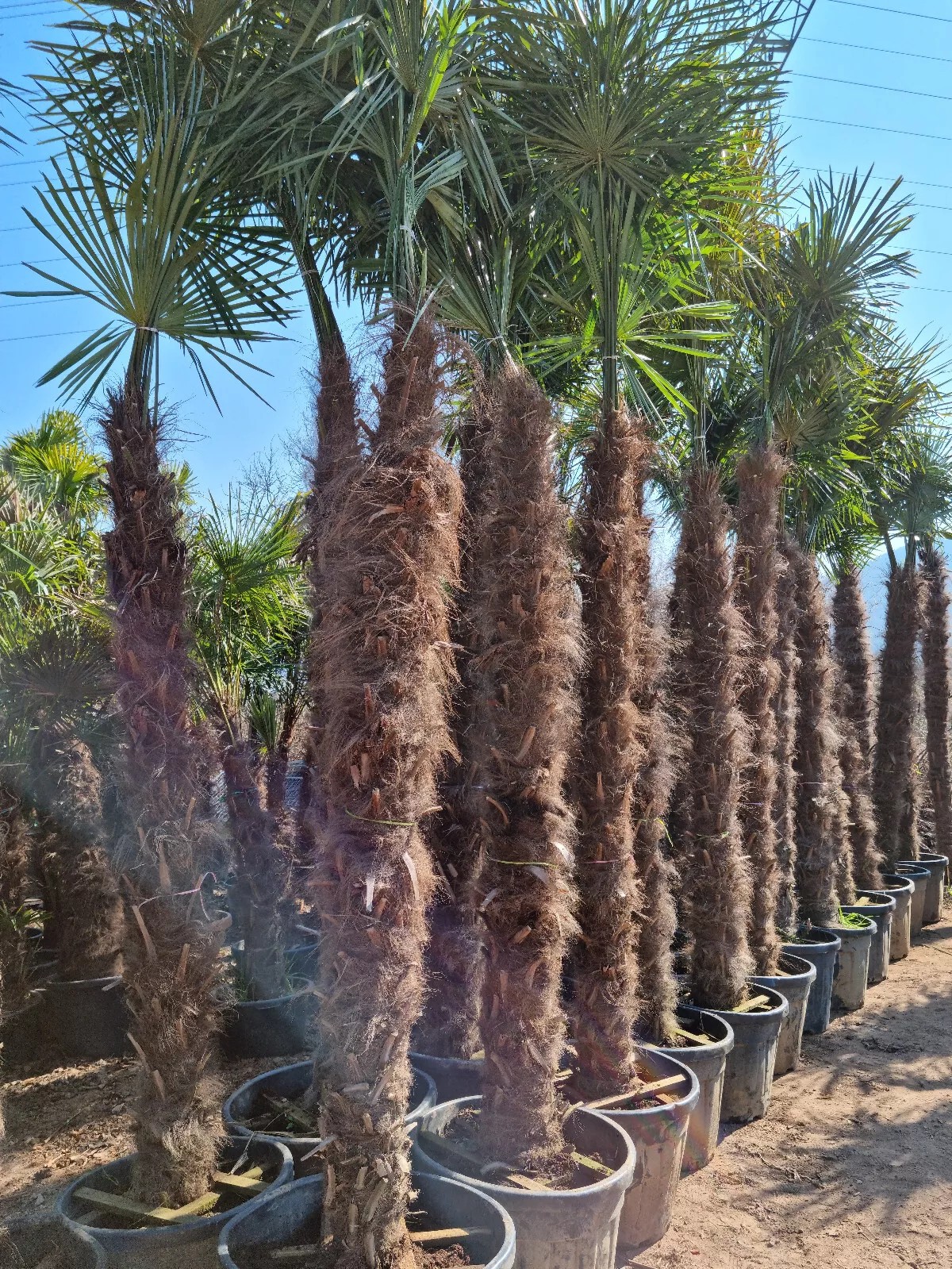 TRACHYCARPUS FORTUNEI 350CM HÖHE WINTERHART -19 GRAD Super Qualität 7