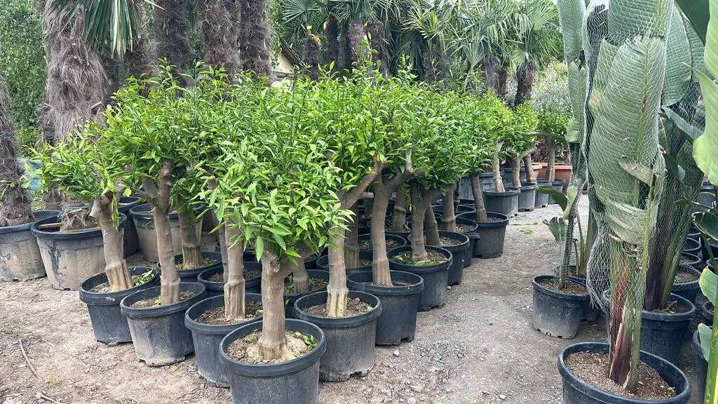 Zitronenbaum 30/40 Citrus Lemon H:180 cm sehr gute Qualität aus Griechenland