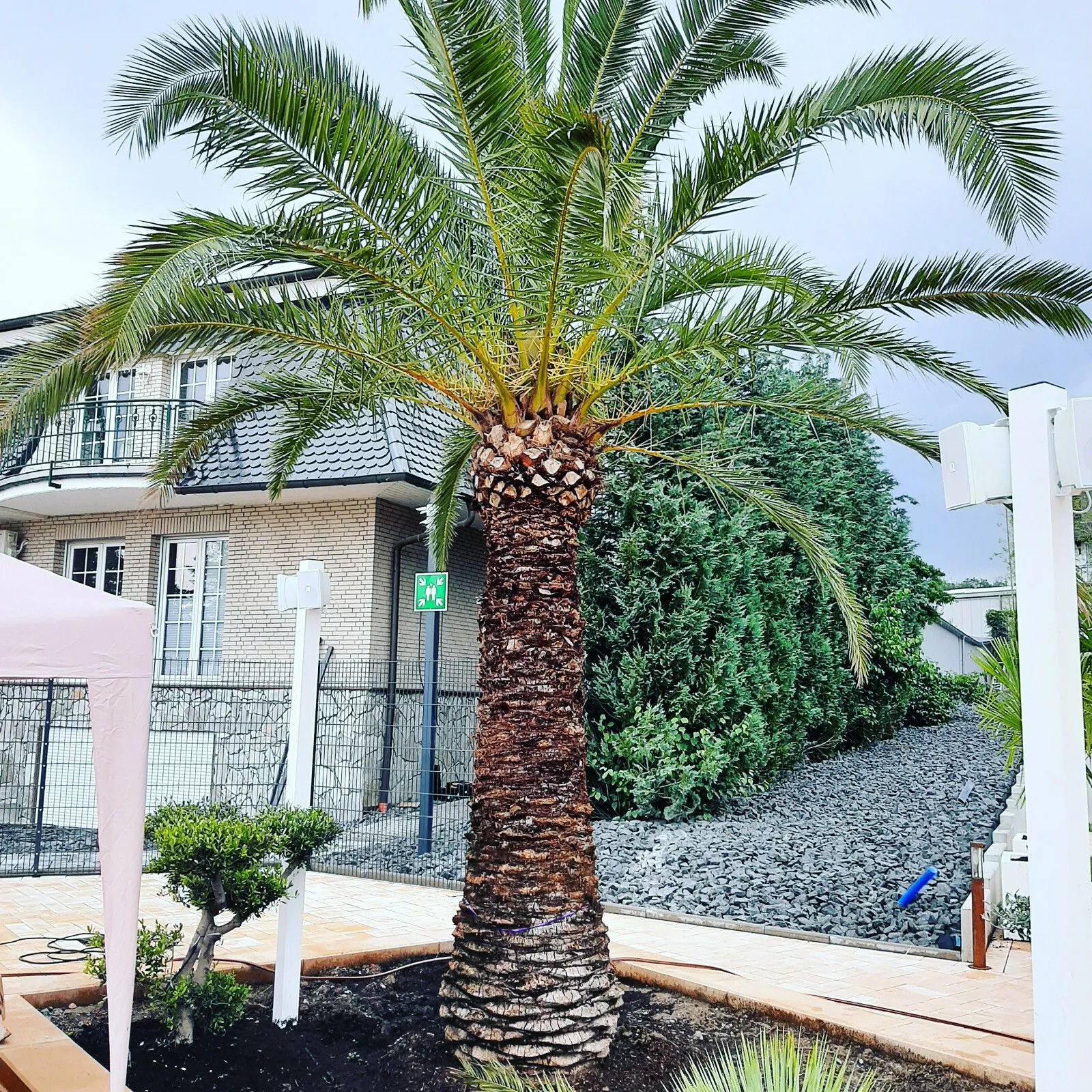 Palme Phoenix Canariensis HÖHE 8 Meter Winterhart -12 Grad Spitzen Qualität