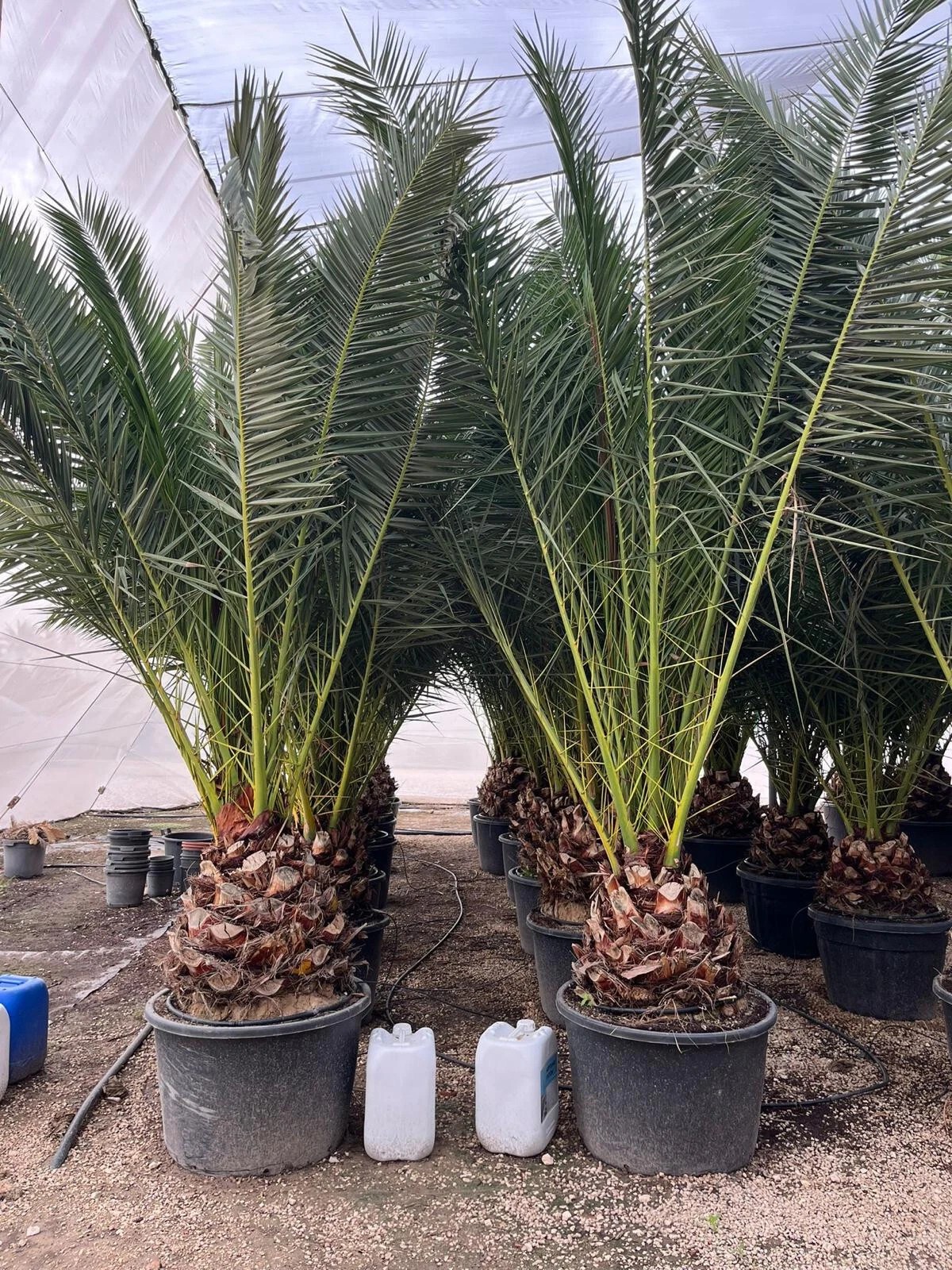 Phoenix Canariensis 300cm HÖHE Winterhart -12 Grad Spitzen Qualität