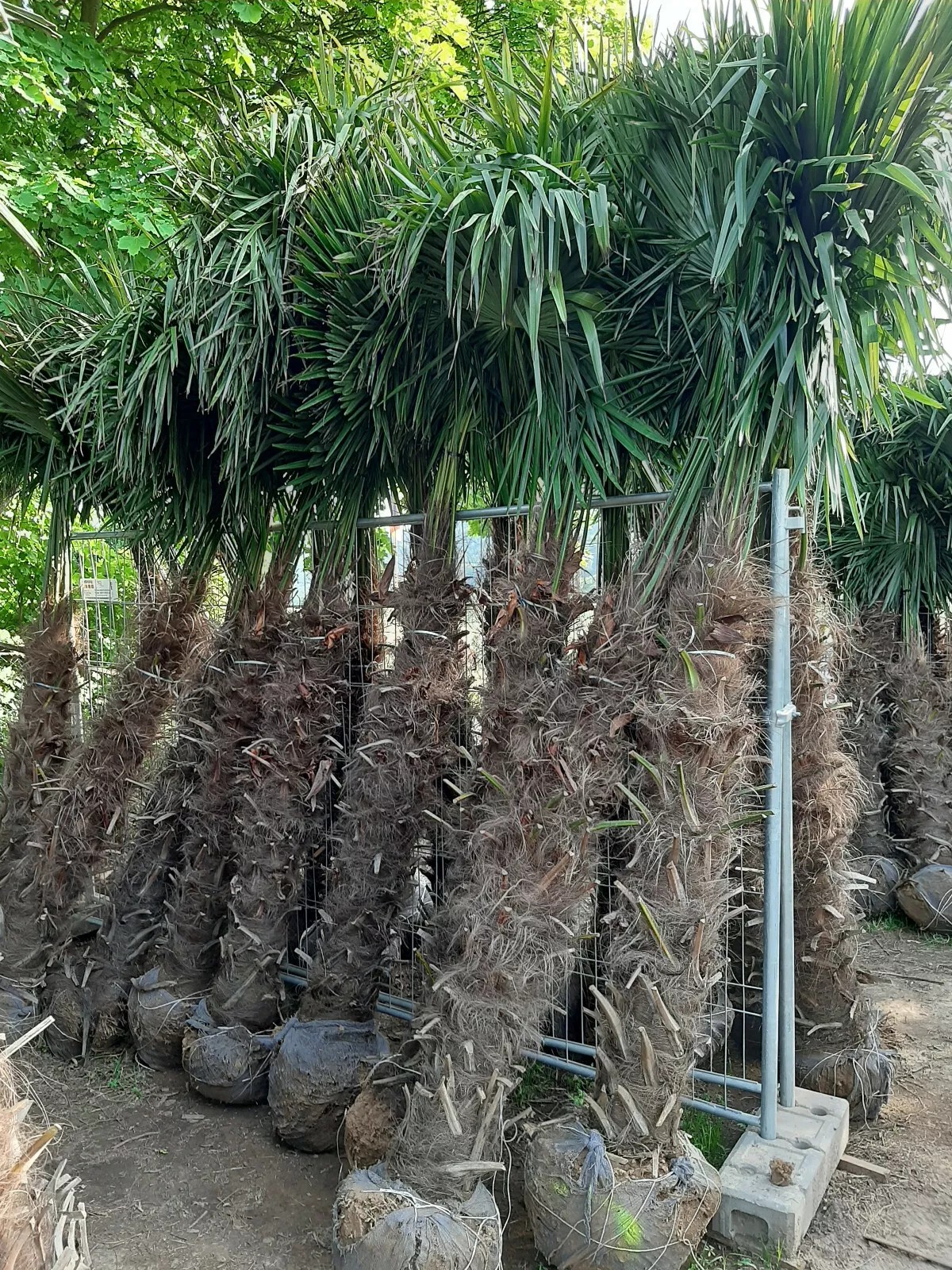 PALME TRACHYCARPUS FORTUNEI HÖHE 250CM WINTERHART -19 GRAD Top Angebot 2