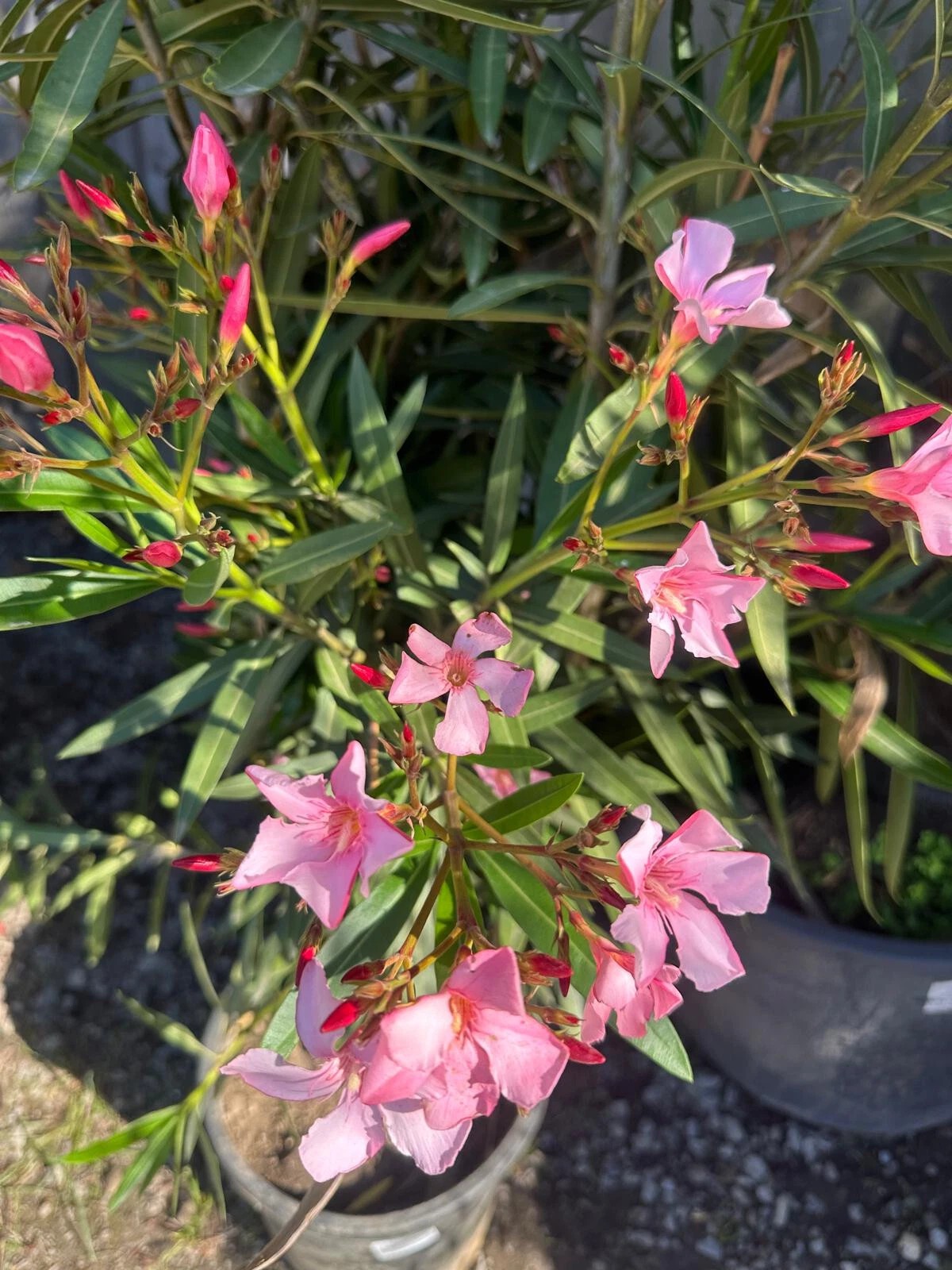 XXXL Nerium Oleander 180 cm Weiß Sehr gute Qualität aus Spanien