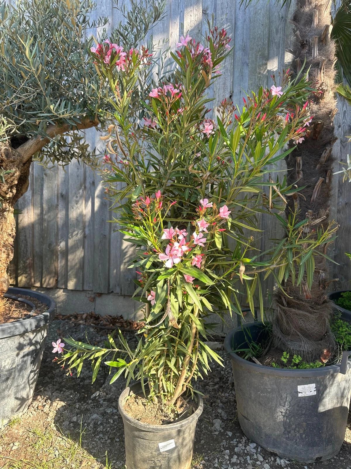 XXXL Nerium Oleander 180 cm Weiß Sehr gute Qualität aus Spanien