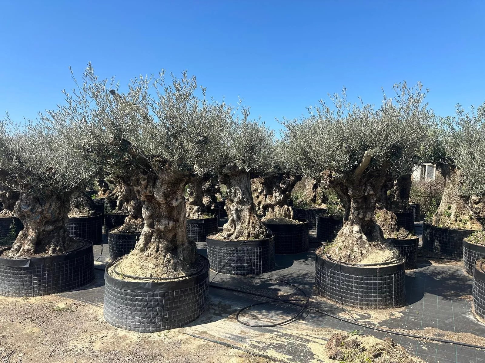 Olivenbaum XXL 200 Jahre Alter schöner knorriger Stamm Olea Europaea Must Have!