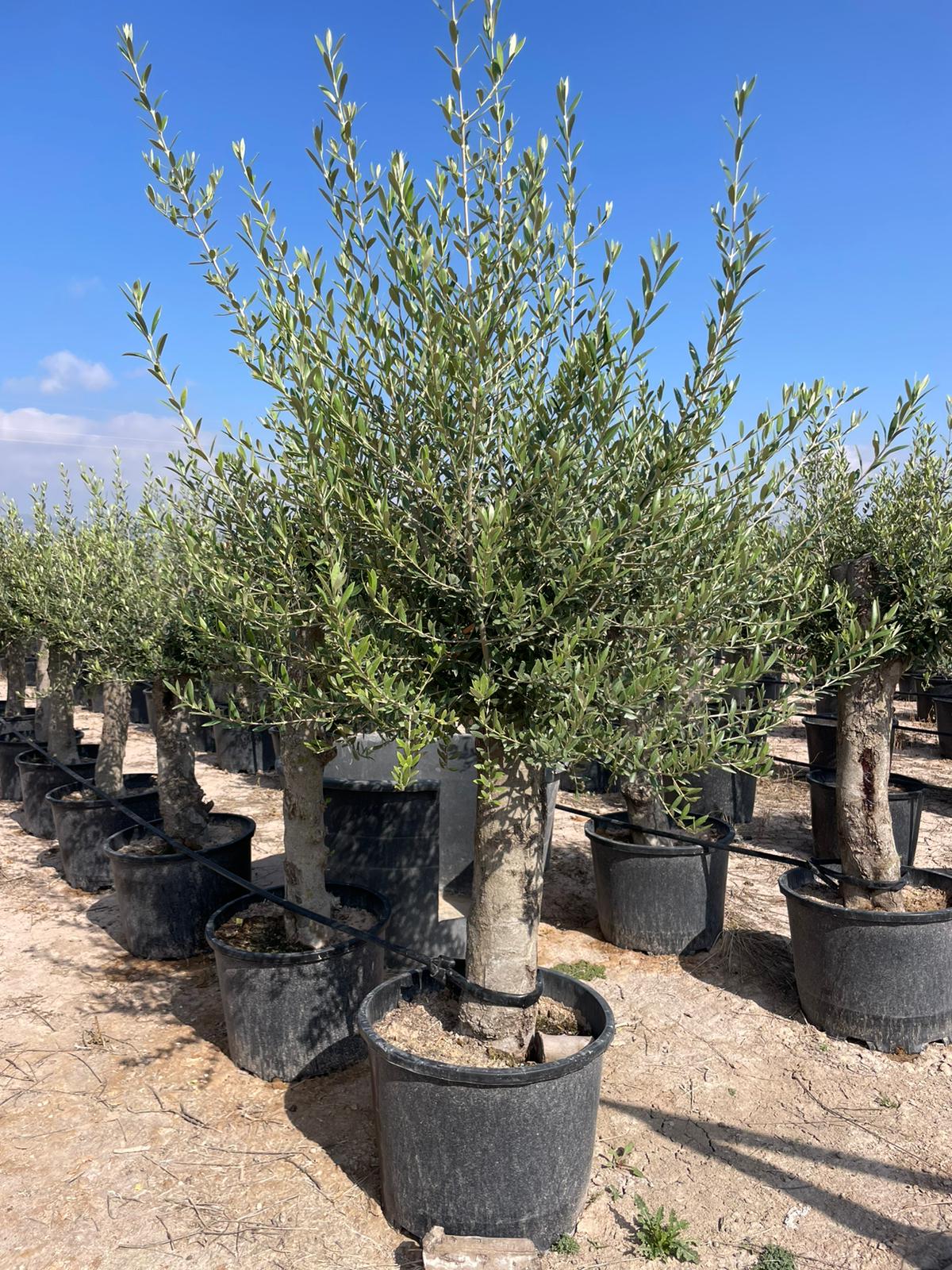 Olivenbaum ca. 40 Jahre Alt Winterhart bis -15C Hhe ca.180cm Olea  Europaea Wild
