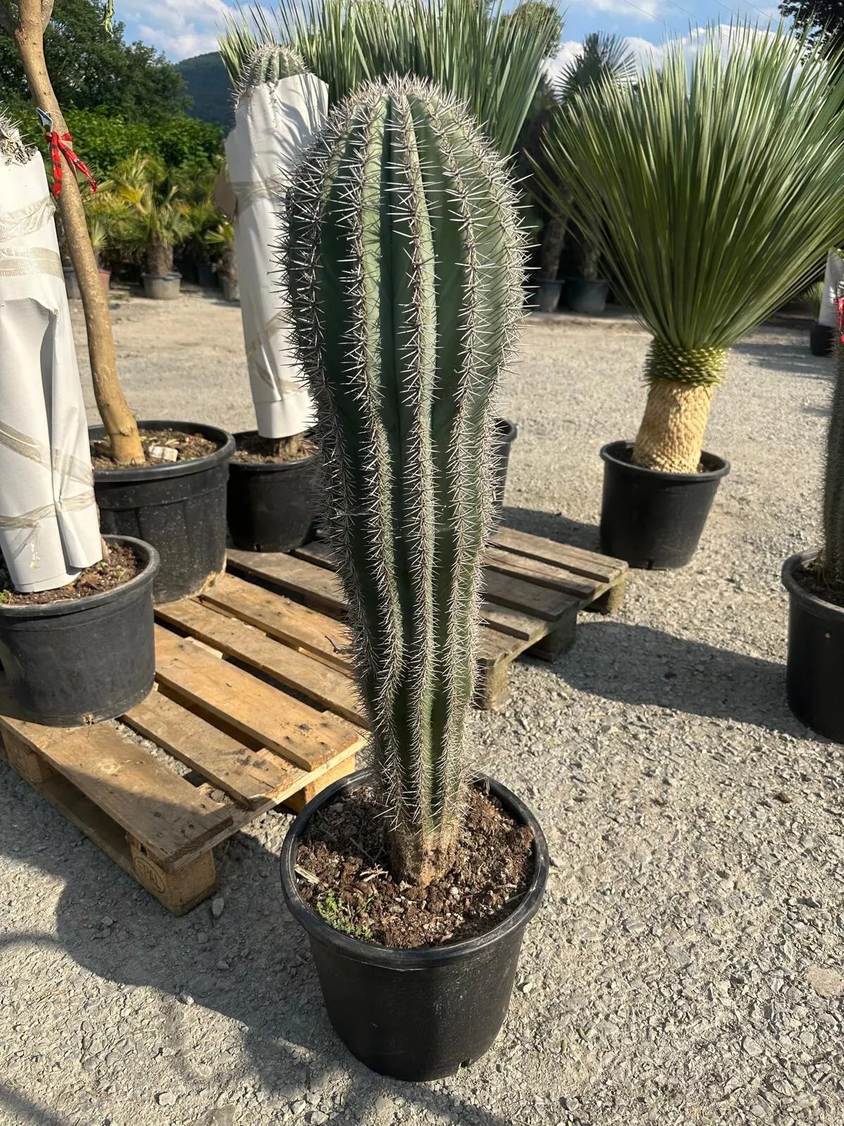 Cactus - "Pachycereus Pringley" 100cm Höhe Sehr Schöner Kaktus Winterhart