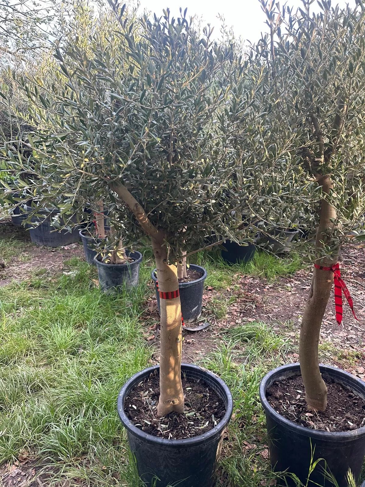 Olivenbaum ca. 30 Jahre Alt Winterhart bis -15 Höhe ca. 180cm Olea Europaea Wild