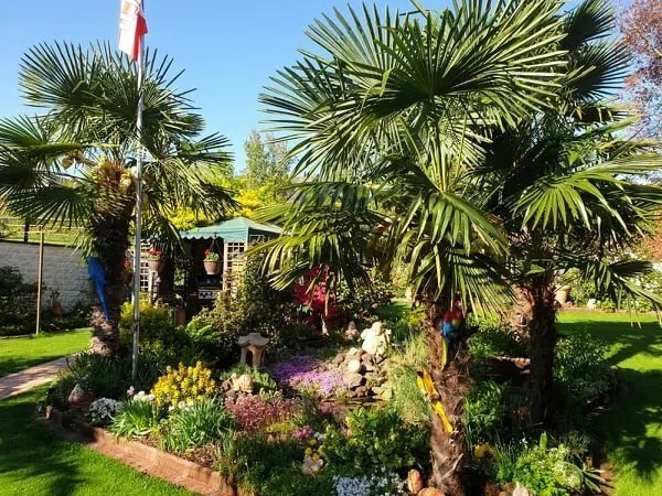 PALME TRACHYCARPUS FORTUNEI HÖHE 350CM WINTERHART -19 GRAD Super Qualität 1