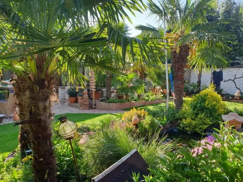 PALME TRACHYCARPUS FORTUNEI HÖHE 350CM WINTERHART -19 GRAD Super Qualität 1