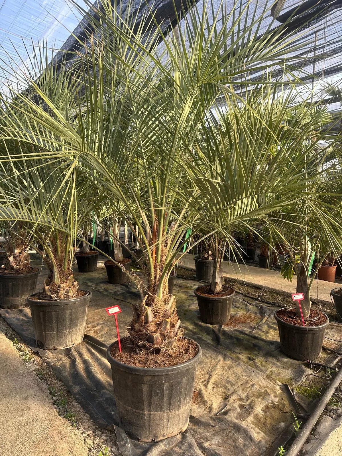 Butia Capitata HÖHE 300CM WINTERHART -15°C Stamm 30/40 cm Premium Qualität