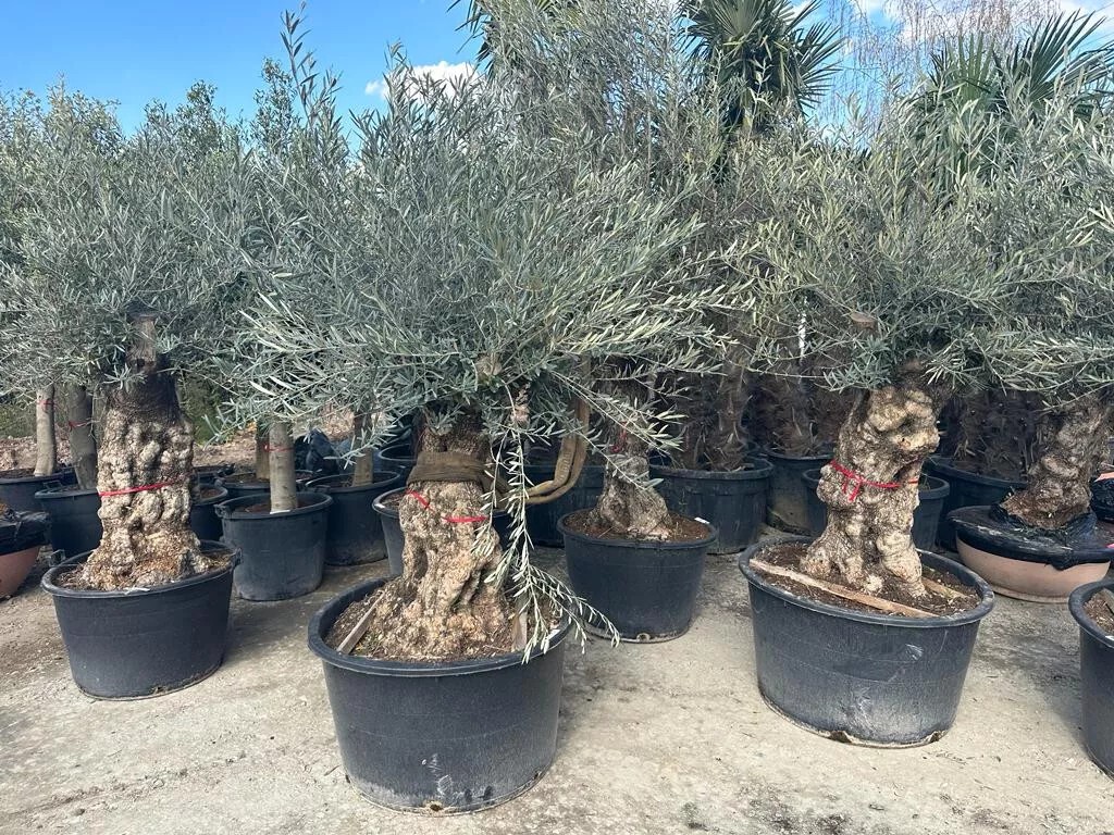 Olivenbaum XXL 150 Jahre Alter schöner knorriger Stamm Olea Europaea
