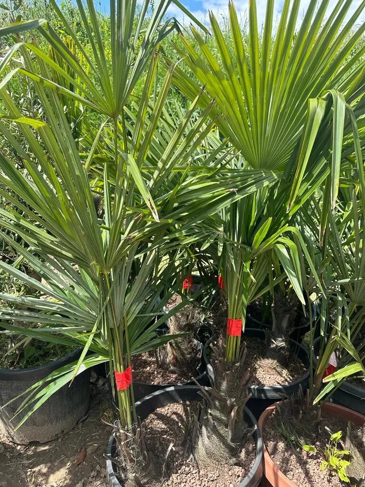 PALME TRACHYCARPUS FORTUNEI HÖHE 160CM WINTERHART -19 GRAD Doppelstämmig