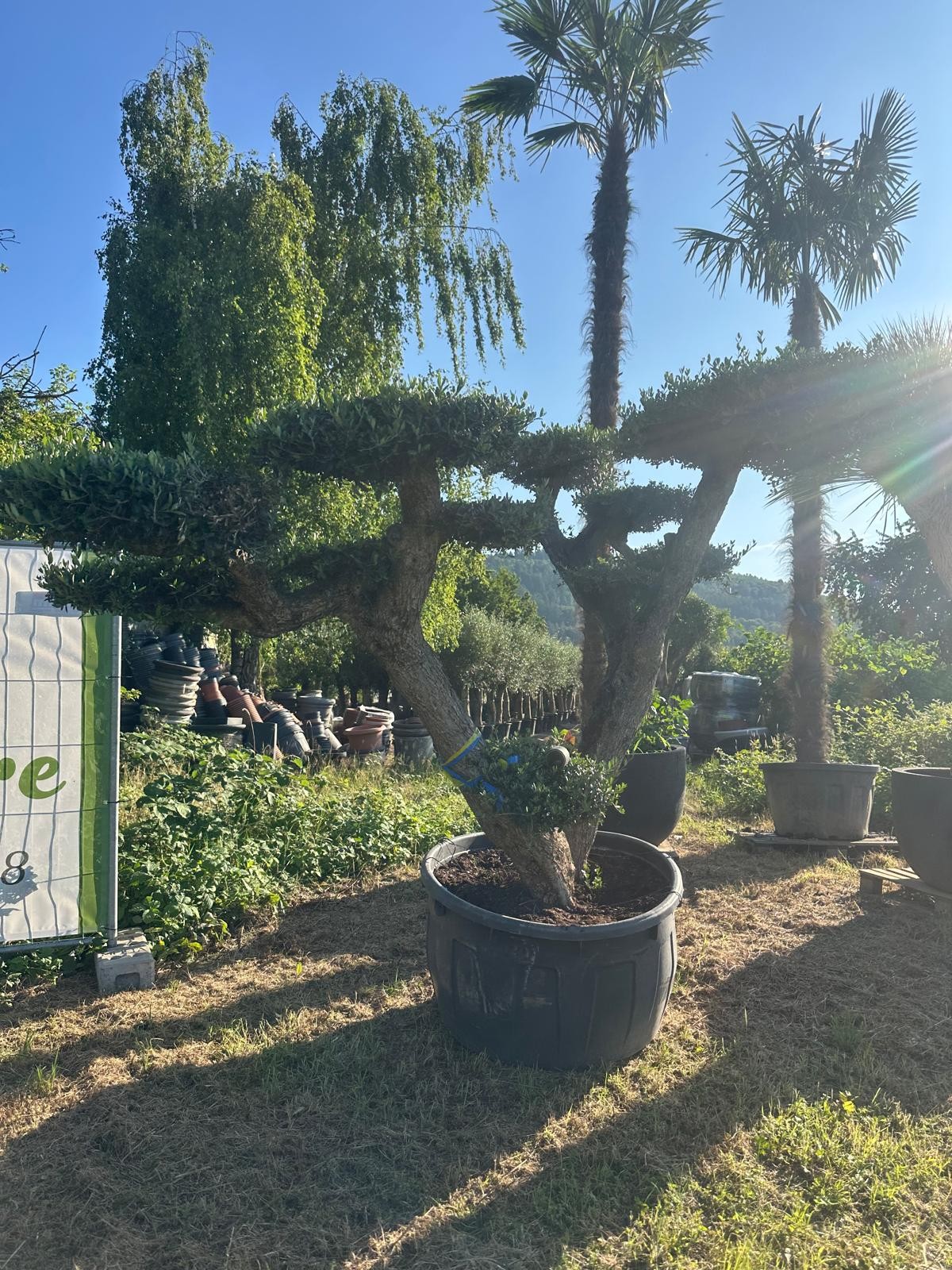 Olivenbaum Bonsai „PON PON“ – 250 Jahre mediterrane Ausstrahlung in meisterhafter Formschnittkunst