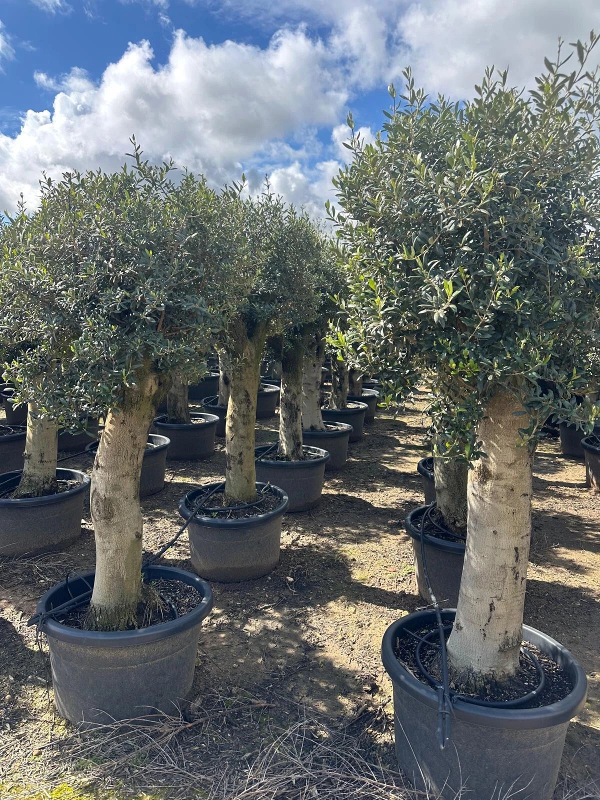 Olivenbaum Olea Europaea ca. 60 Jahre Alt extra Dicke Stämme 2 Meter Höhe