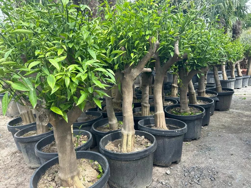 Zitronenbaum 30/40 Citrus Lemon H:180 cm sehr gute Qualität aus Griechenland