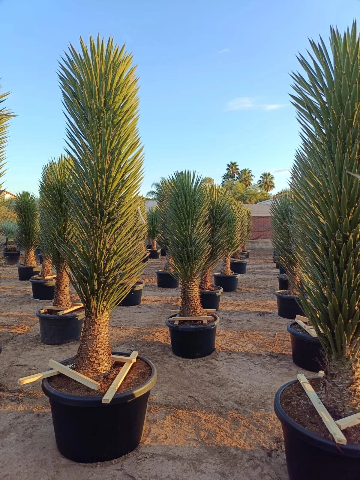 XXXL Yucca Palme Filifera 200 cm Stamm 50 - 60 cm Winterhart-13 Grad 1A Qualität