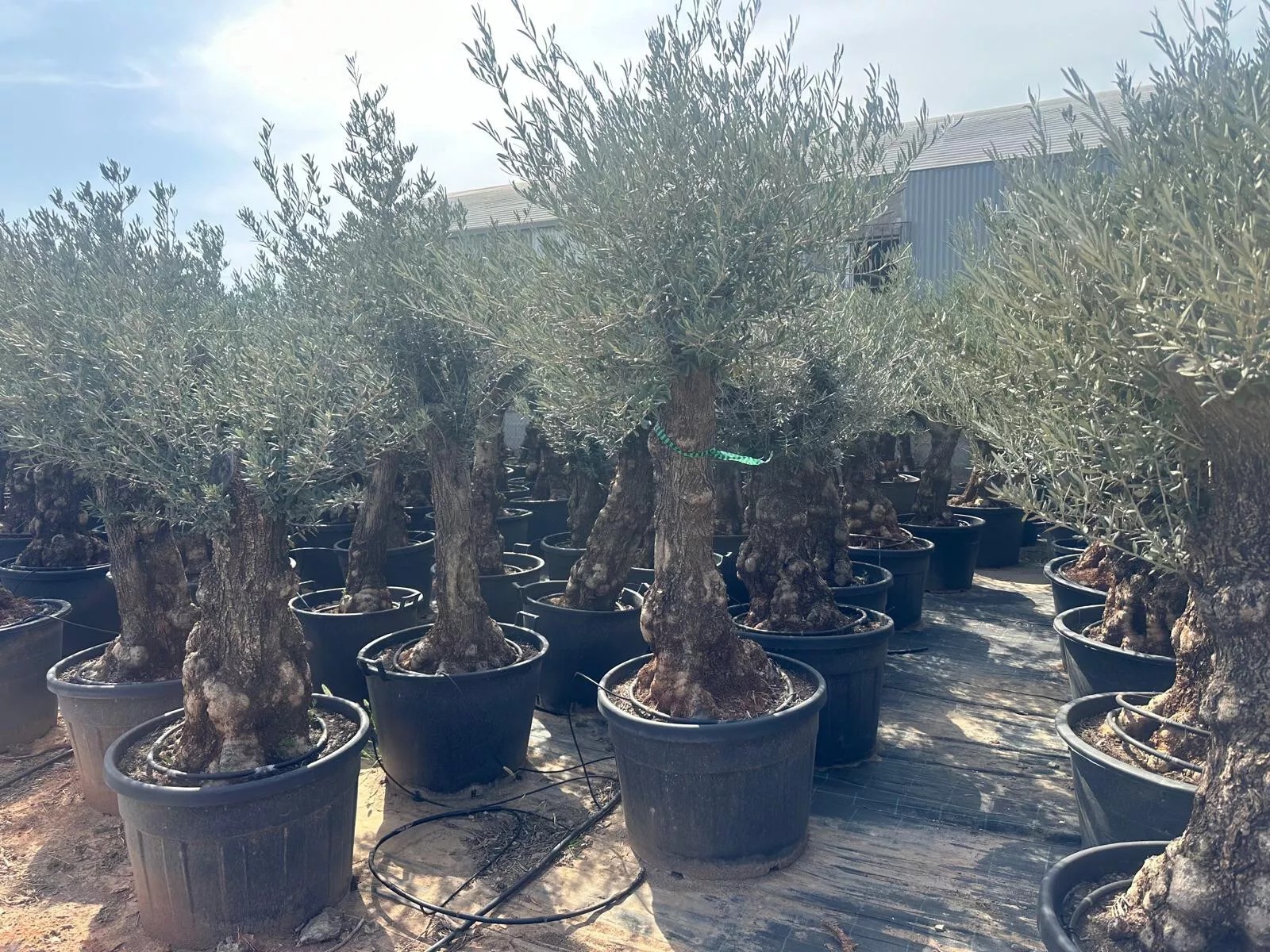 Olivenbaum XXL 100 Jahre Alter schöner knorriger Stamm Olea Europaea Must Have!