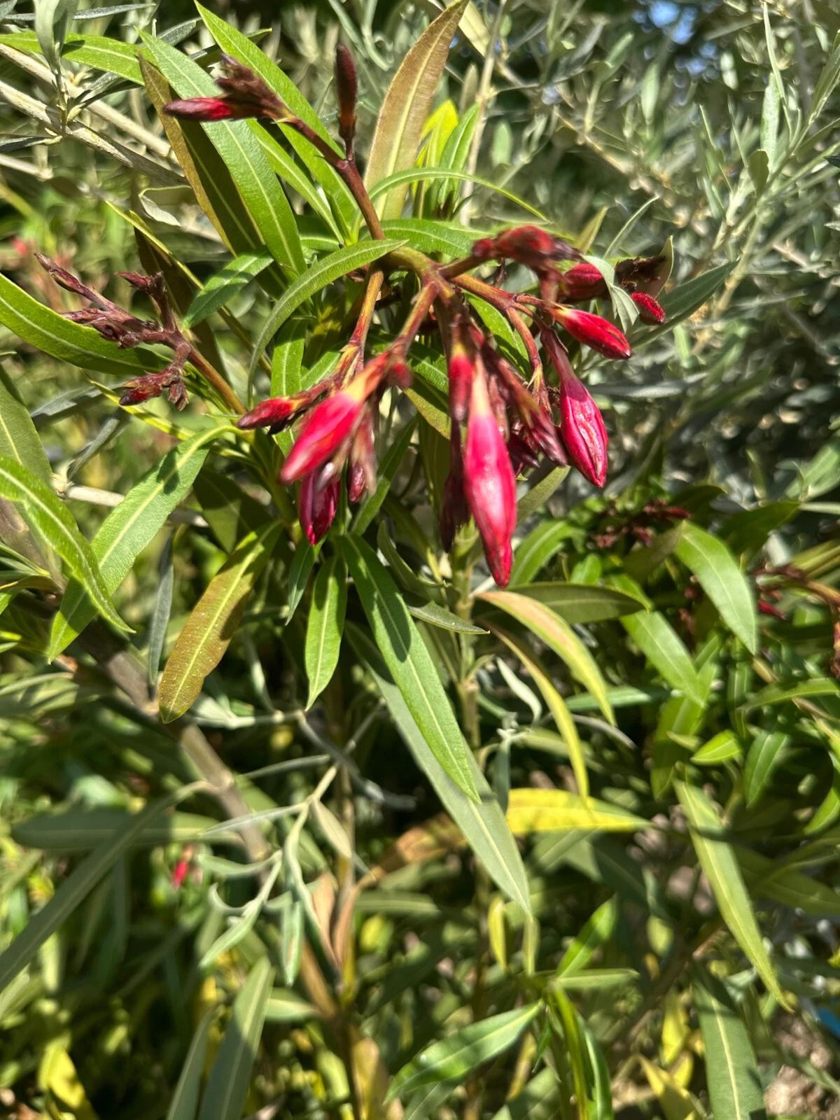 XXXL Nerium Oleander 180 cm Rot Sehr gute Qualität aus Spanien