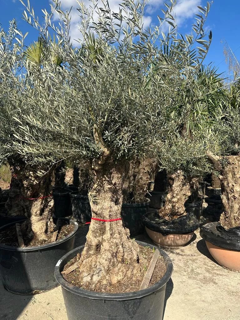 Olivenbaum XXL 100 Jahre Alter schöner knorriger Stamm Olea Europaea Must Have!