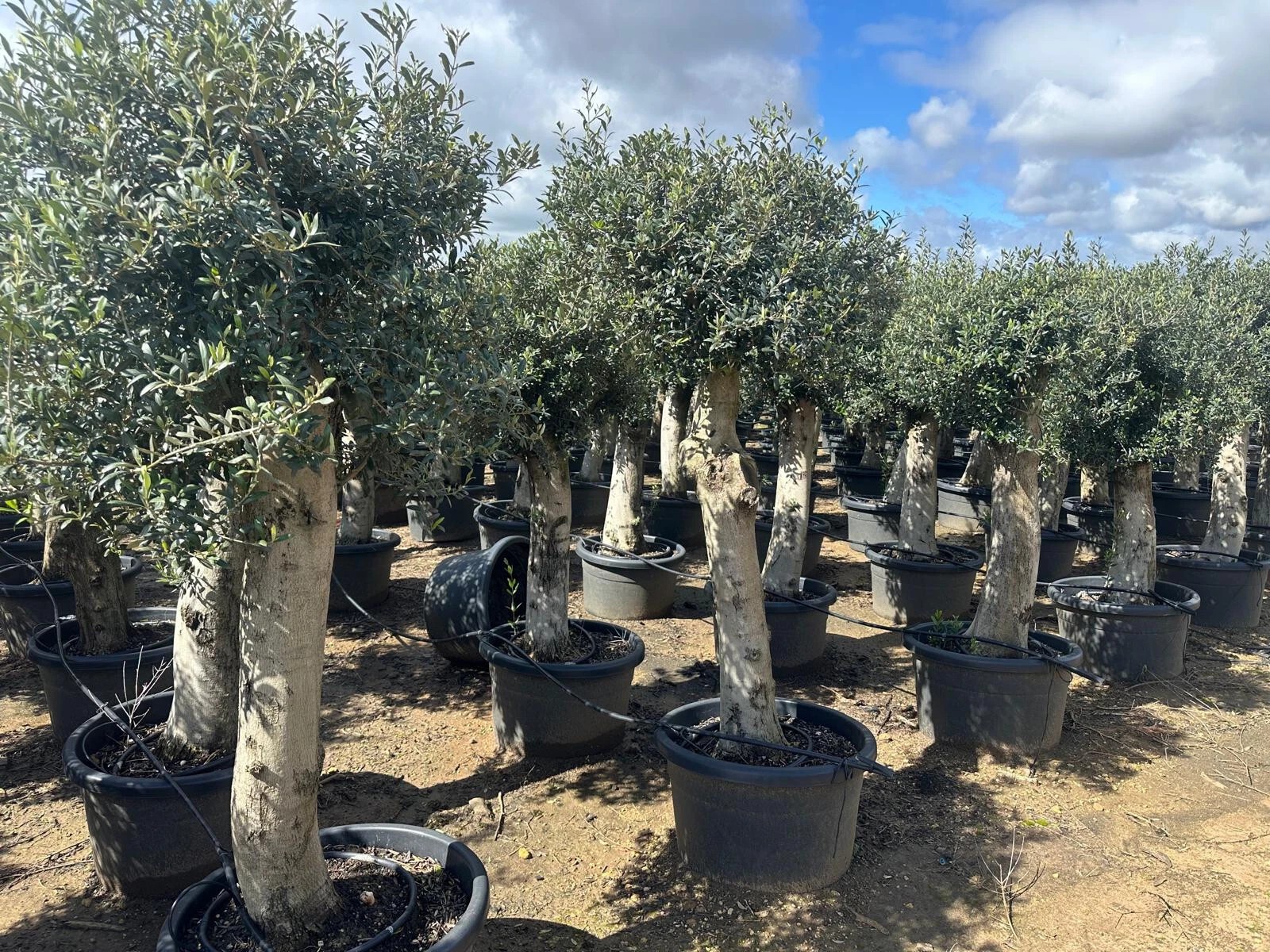Olivenbaum Olea Europaea ca. 60 Jahre Alt extra Dicke Stämme 2 Meter Höhe