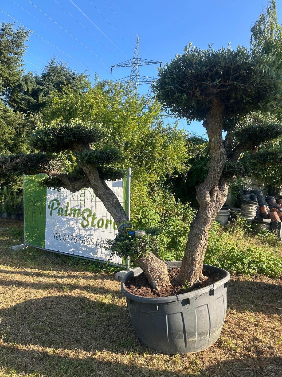 Olivenbaum Bonsai „PON PON“ – 250 Jahre mediterrane Ausstrahlung in meisterhafter Formschnittkunst