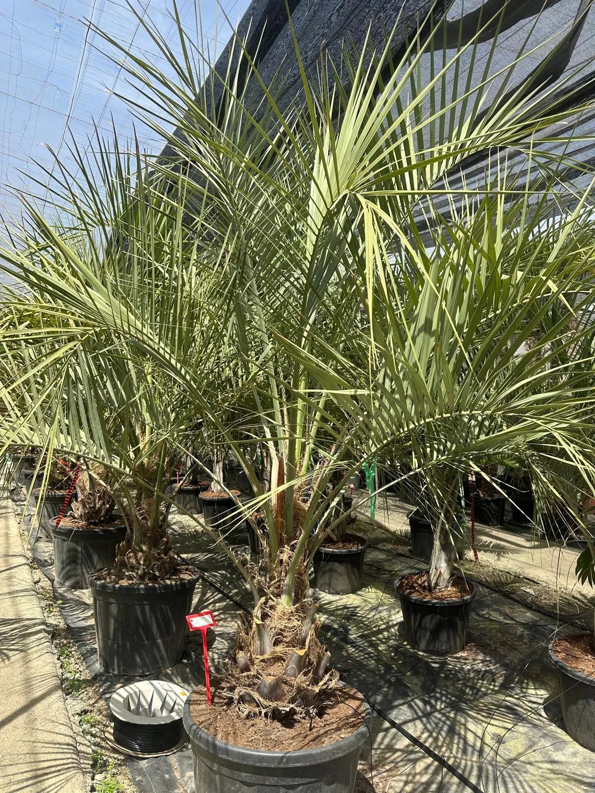 Butia Capitata HÖHE 300CM WINTERHART -15°C Stamm 30/40 cm Premium Qualität