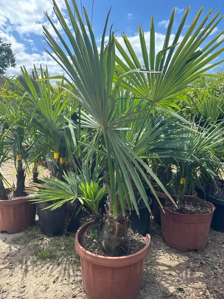 PALME TRACHYCARPUS FORTUNEI HÖHE 160CM WINTERHART -19 GRAD Doppelstämmig
