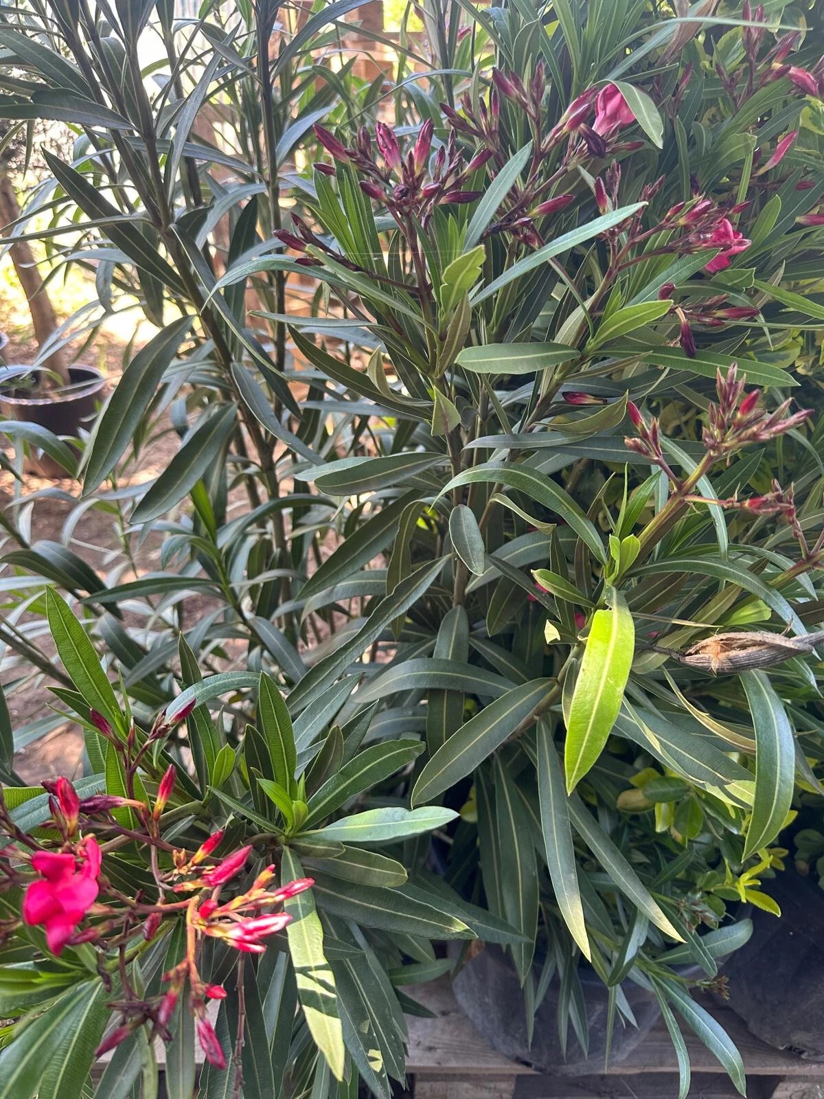 XXXL Nerium Oleander 180 cm Weiß Sehr gute Qualität aus Spanien