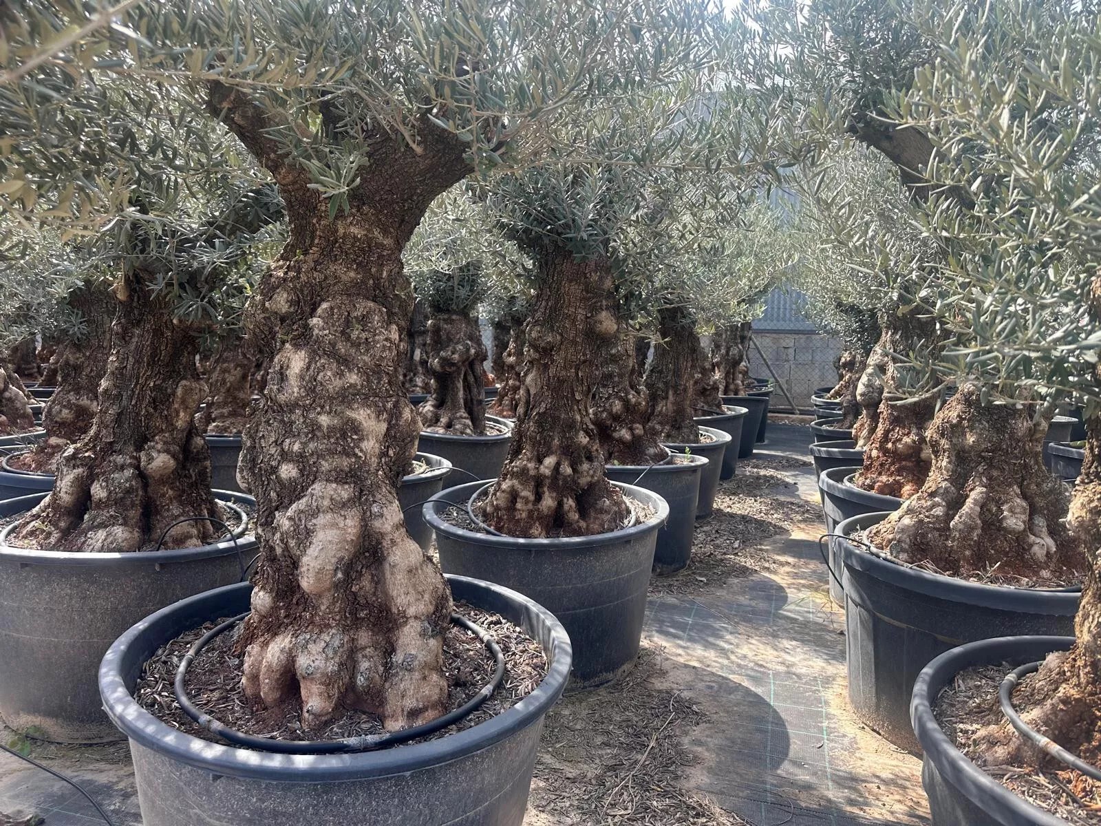 Olivenbaum XXL 100 Jahre Alter schöner knorriger Stamm Olea Europaea Must Have!