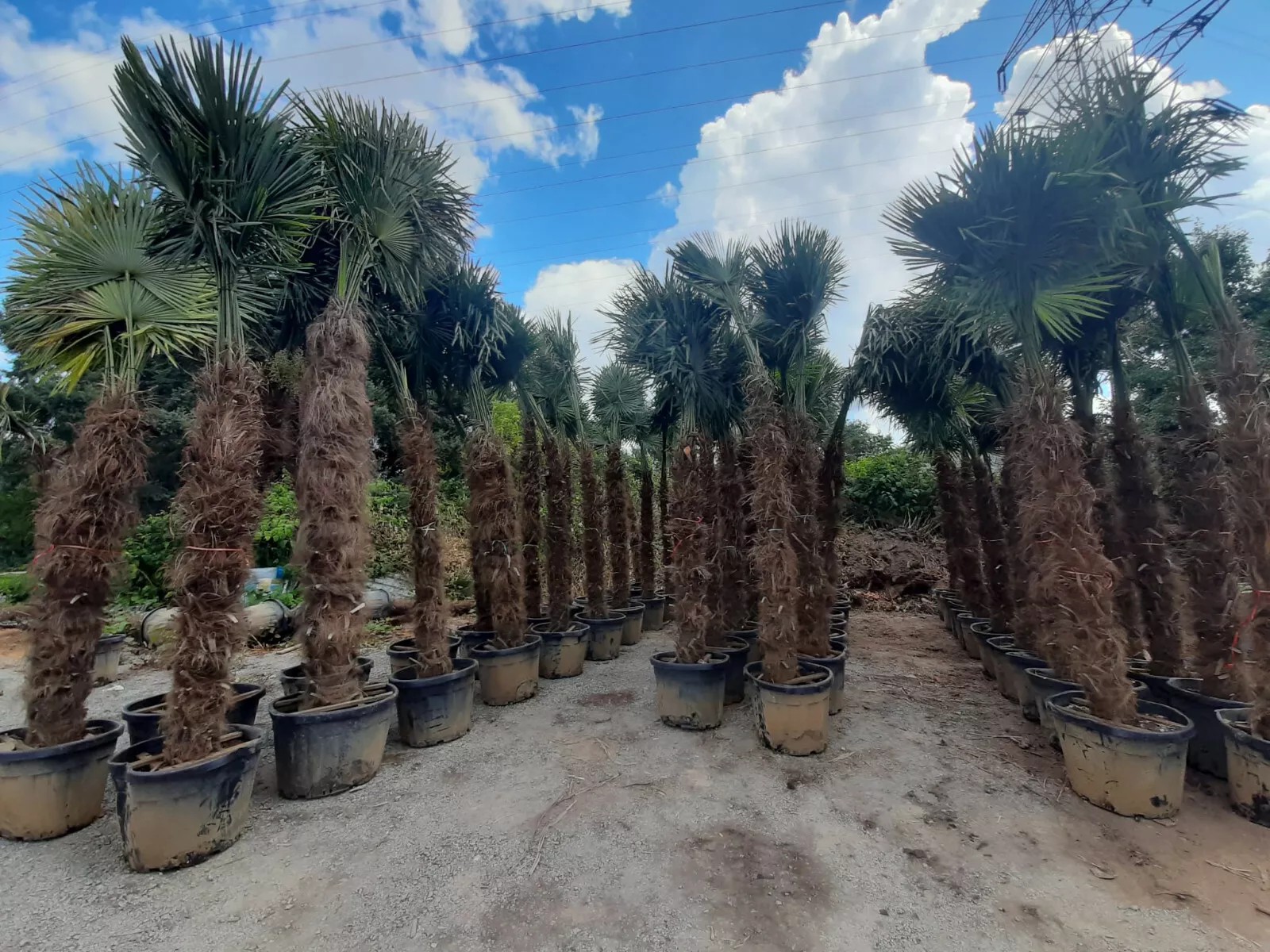TRACHYCARPUS FORTUNEI 400cm Höhe WINTERHART -19 GRAD