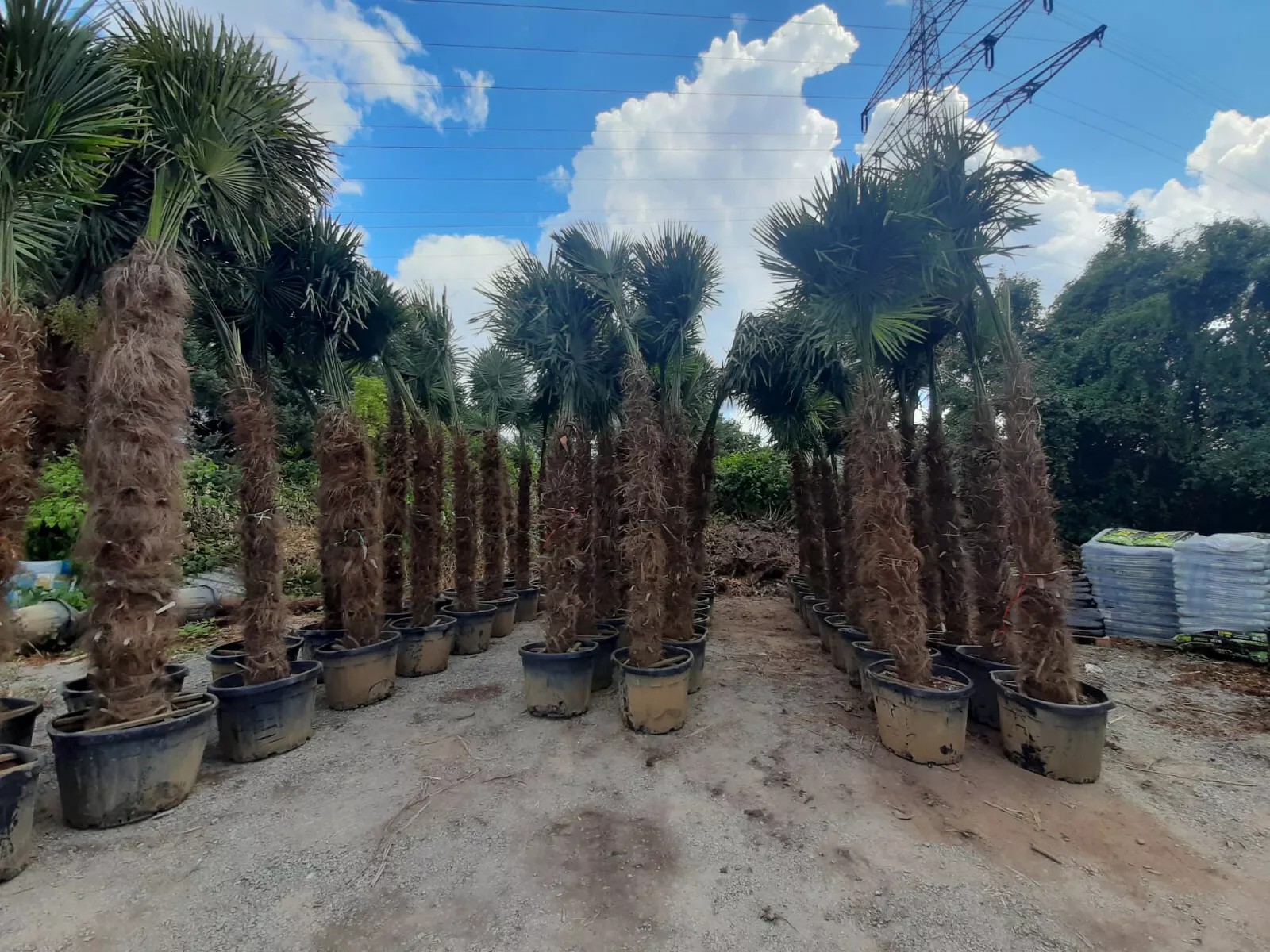 PALME TRACHYCARPUS HÖHE 400CM FORTUNEI WINTERHART -19 GRAD Super Qualität