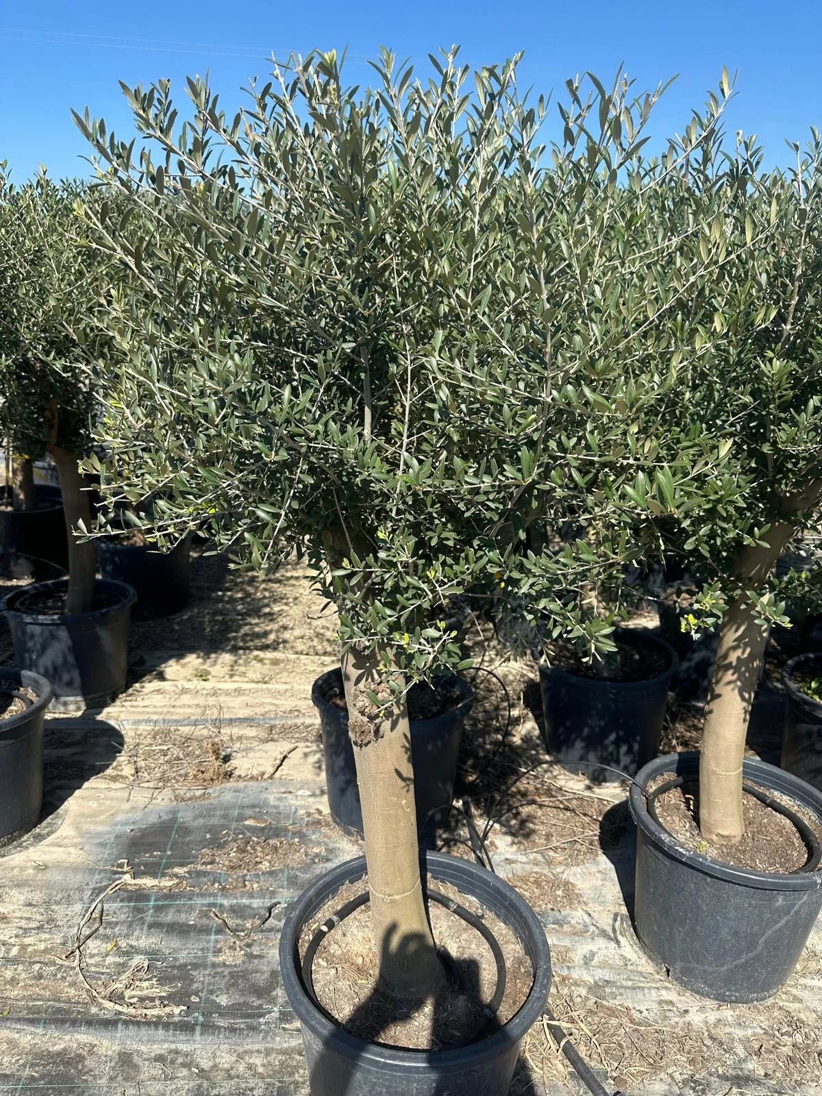 Olivenbaum ca. 30 Jahre Alt Winterhart bis -15 Höhe ca. 180cm Olea Europaea Wild