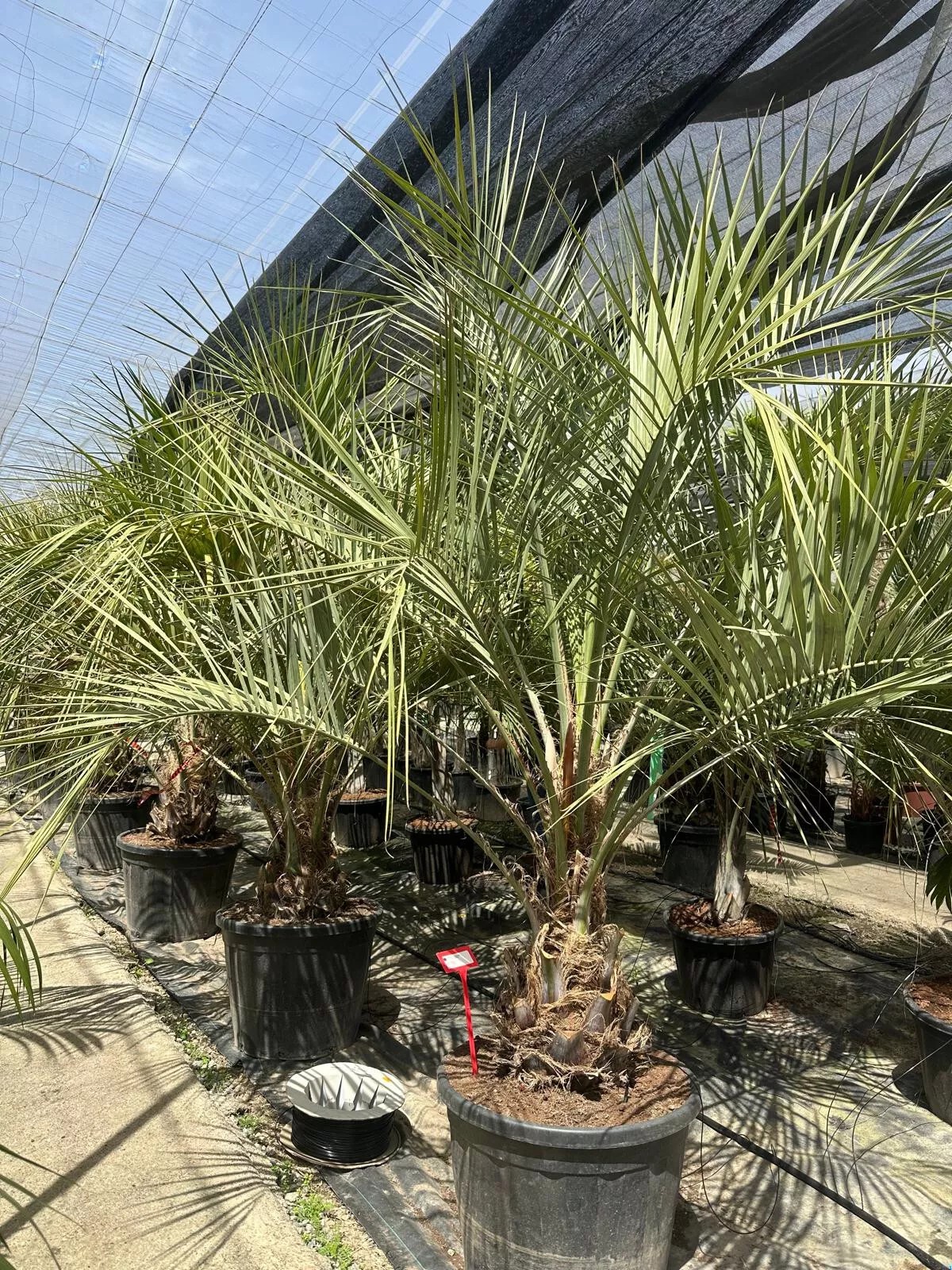 Butia Capitata HÖHE 300CM WINTERHART -15°C Stamm 30/40 cm Premium Qualität