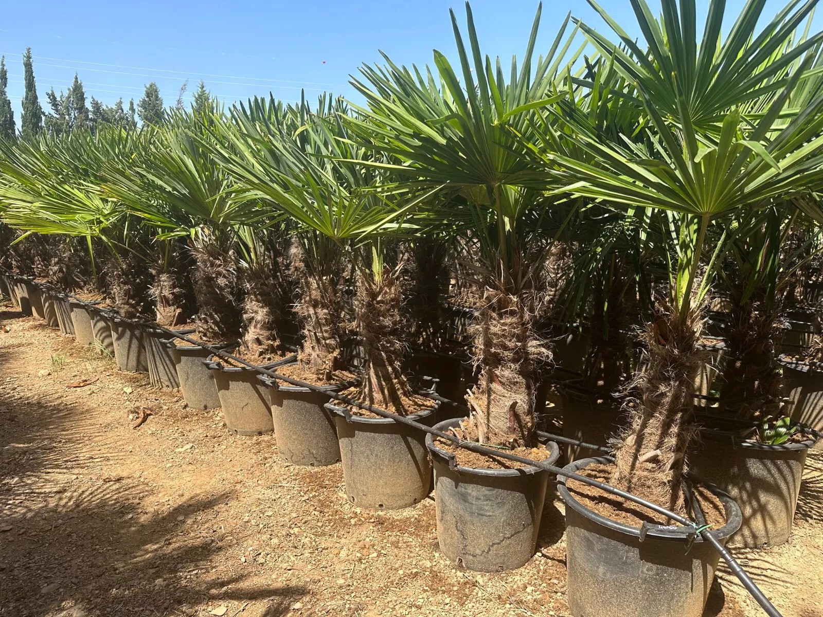 Palme Höhe 160CM Trachycarpus fortunei Winterhart-19 GRAD Top Premium Qualität 1