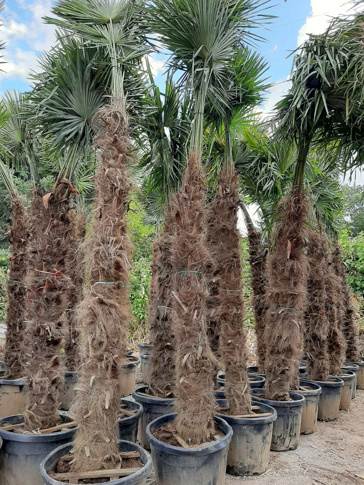 PALME TRACHYCARPUS HÖHE 400CM FORTUNEI WINTERHART -19 GRAD Super Qualität