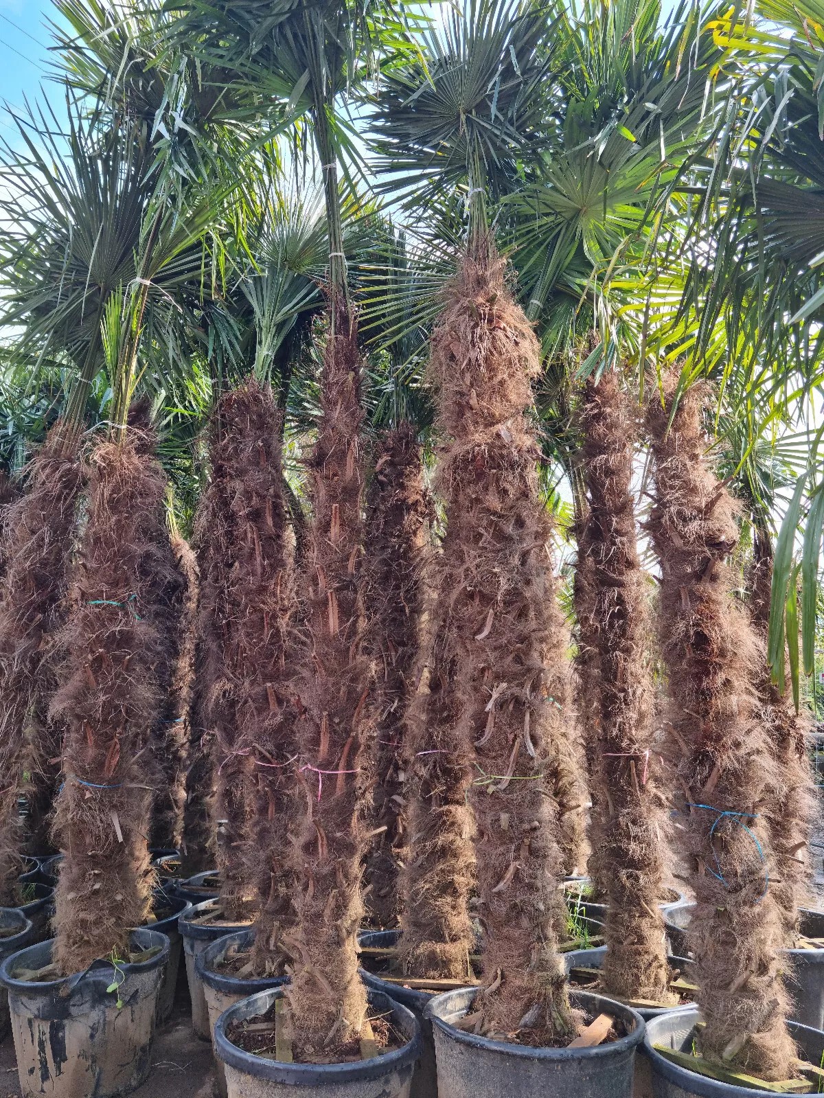 TRACHYCARPUS FORTUNEI 350CM WINTERHART -19 GRAD Super Qualität 3