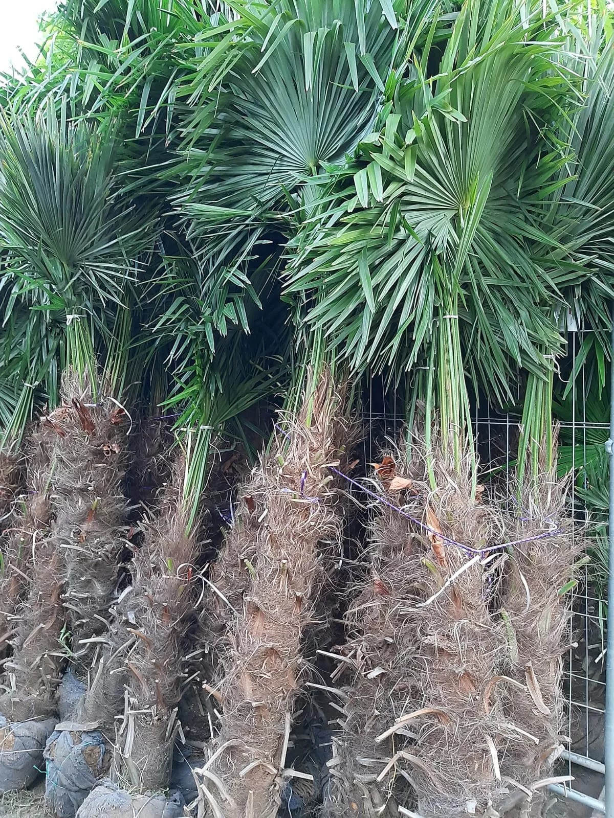 TRACHYCARPUS FORTUNEI HÖHE 300CM WINTERHART -19 GRAD Top Qualität 2025