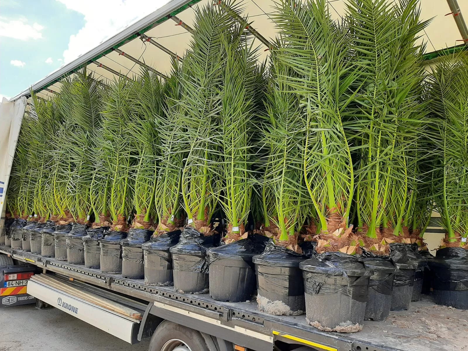 Phoenix Canariensis 300cm HÖHE Winterhart -12 Grad Spitzen Qualität