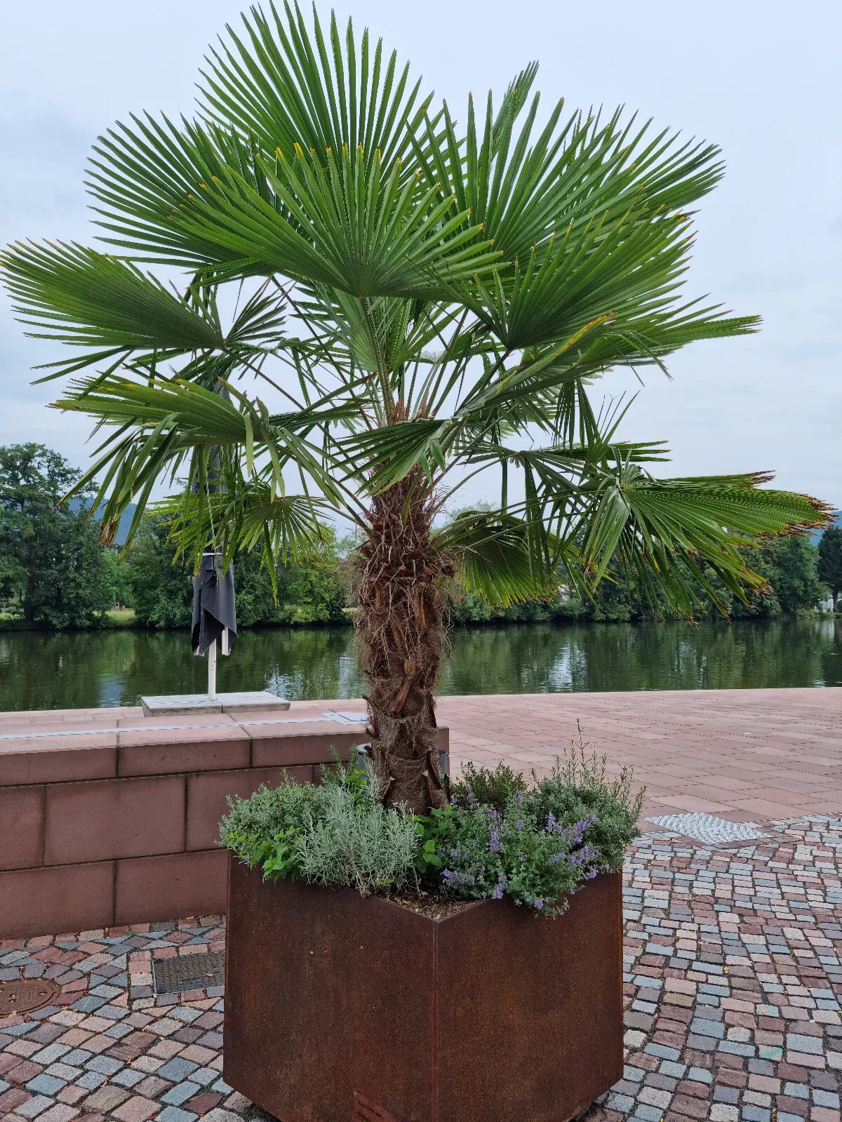 TRACHYCARPUS FORTUNEI 250cm Höhe WINTERHART -19 GRAD Top Angebot 6