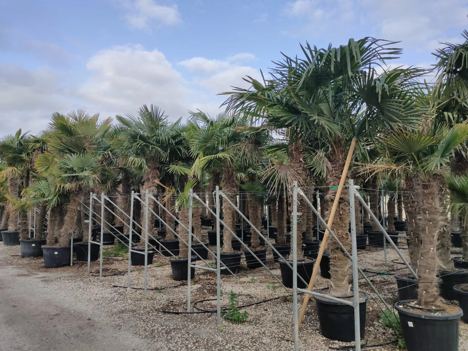 TRACHYCARPUS FORTUNEI HÖHE 350CM WINTERHART -19 GRAD Super Qualität 4