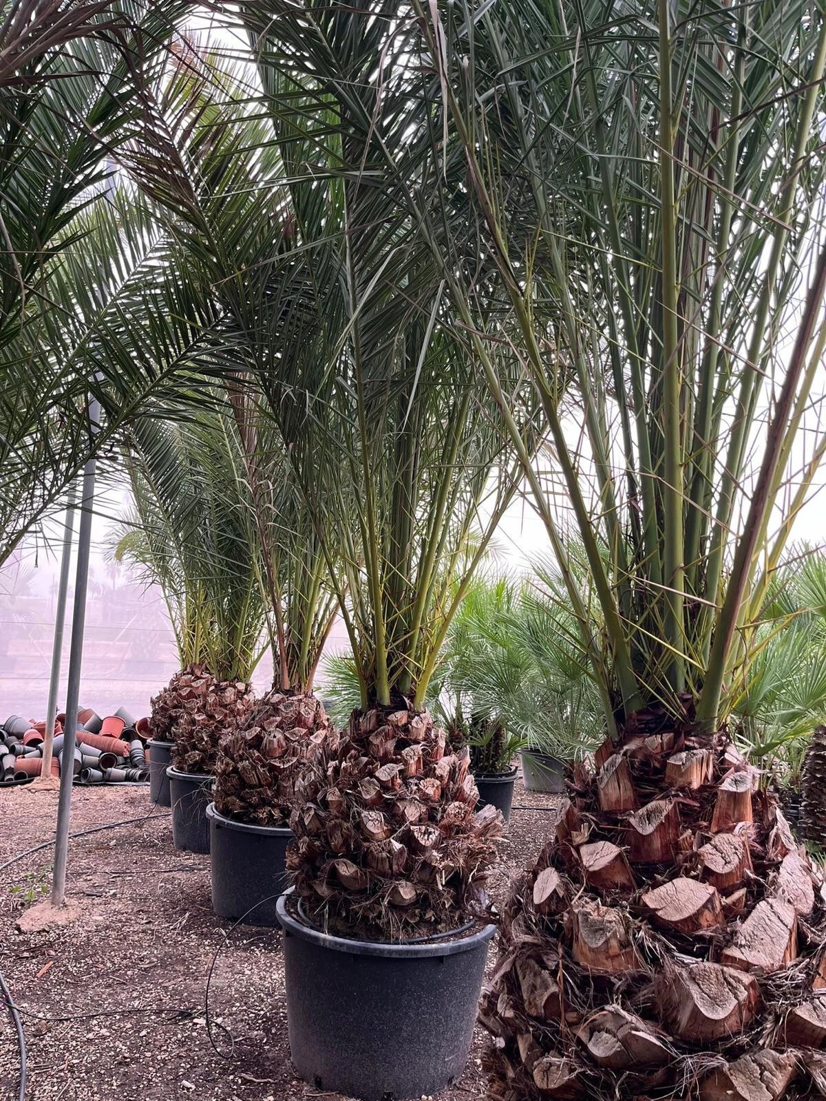 Phoenix Canariensis 300cm HÖHE Winterhart -12 Grad Spitzen Qualität
